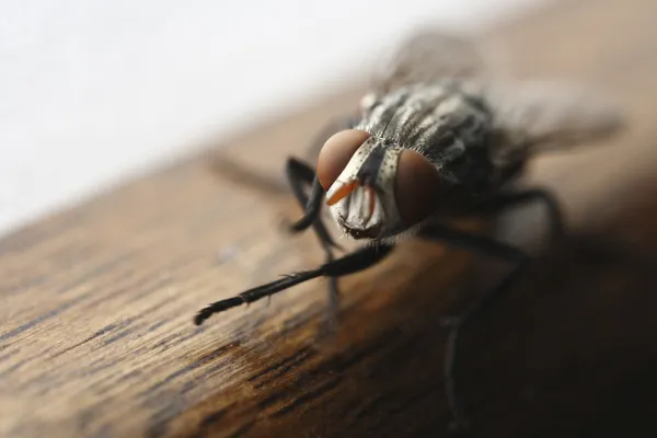 Professional Pest Control Morayfield