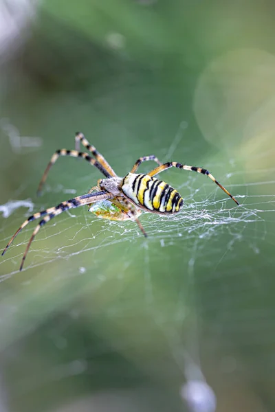 spider Control Morayfield