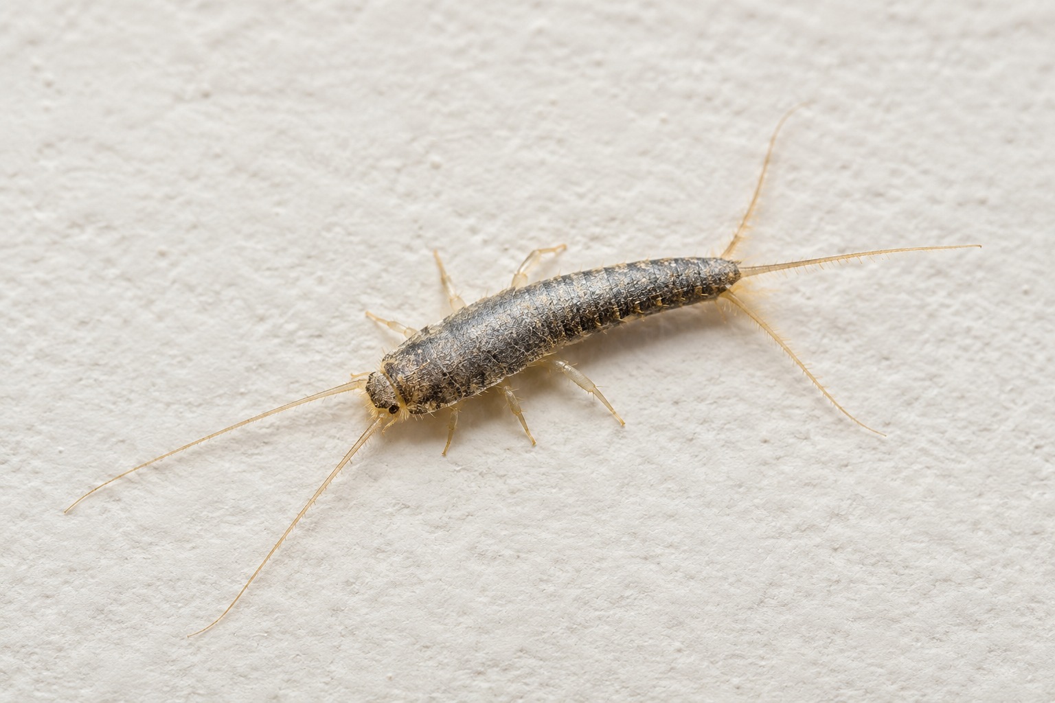 Affordable Pest Control Services in Morayfield QLD